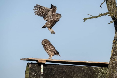 Little owls (Athene noctua), Emsland, Lower Saxony, Germany