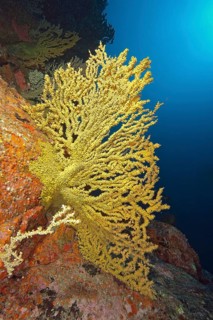 False Black coral, Gold coral (Savalia savaglia) grows on rocky reefs of volcanic origin in early