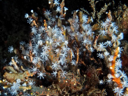 Detailed close-up of blooming coral polyps of snowflake coral (Carijoa riisei) on a reef, dive site