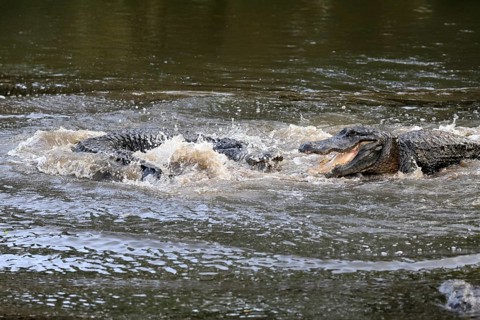 Mississippi Alligator (Alligator mississippiensis), pike alligator, adult, male, two males,