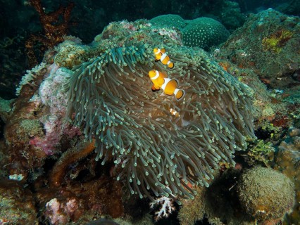 Ocellaris Clownfish (Amphiprion ocellaris), Nemo, hiding in a lively giant anemone (Stichodactyla