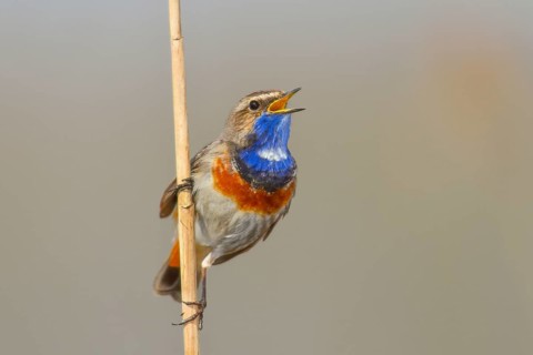White-starred bluethroat (Luscinia svecica cyanecula), mating male on a reed, wildlife, nature