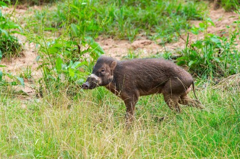 Visayan warty pig (Sus cebifrons negrinus) on a meadow, Bavaria, Germany