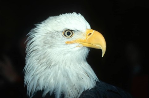 Bald eagle (Haliaeetus leucocephalus), portrait taken near Haines, Chilkat Valley, Alaska, USA