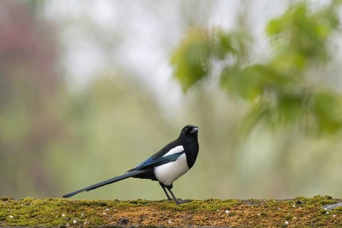Magpie (Pica pica) sitting on a moss-covered branch in a natural environment, Hesse, Germany