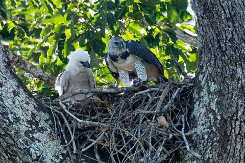 Female Harpy Eagle, Harpia harpyja, feeding her 4 month old chick with a capuchin monkey, Alta