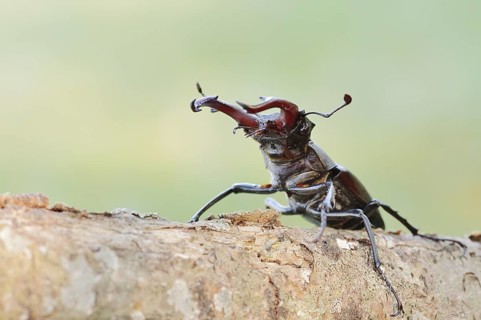 Stag beetle (Lucanus cervus), male, Normandy, France