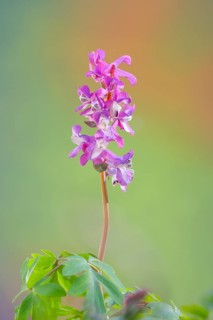Hollow larkspur (Corydalis cava), flowering, Siegerland, North Rhine-Westphalia, Germany
