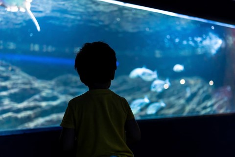 Silhouette of preschooler looking at exotic fish swimming in a large aquarium tank, experiencing