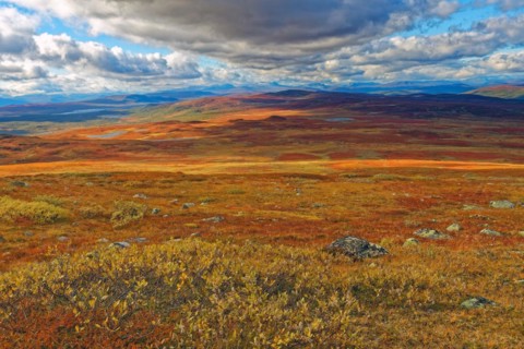 Pieljekaise National Park, autumn, intense colours, Jäckvik, Arjeplog, Lapland, northern Sweden,
