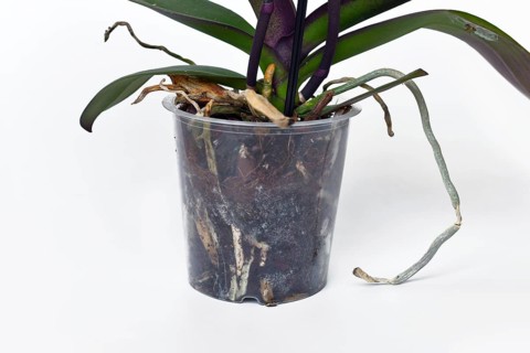 Transparent flower pot with roots and air roots of orchid flower on white backrgound