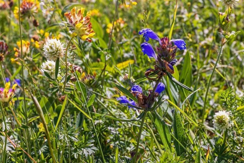 Dragonhead (Dracocephalum ruyschiana) in bloom on a sunny flowering meadow with wildflowers