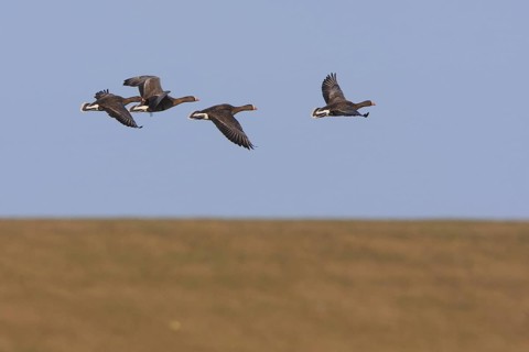 Lesser White-fronted Goose (Anser erythropus) flying, Netherlands