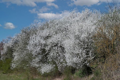 Blooming blackthorn hedge (Prunus spinosa) at a field edge, Schorfheide-Chorin Biosphere Reserve,