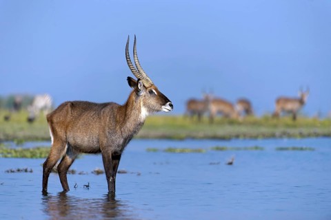 A waterbuck at Lake Naivasha, Kenya. defassa waterbuck (Kobus defassa)