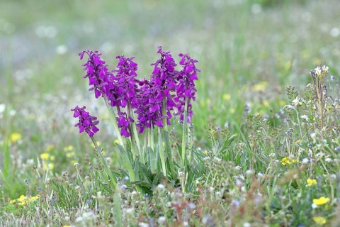 Green-winged orchid (Anacamptis morio), group of inflorescences next to each other in a meadow,