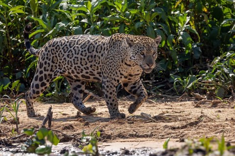 Jaguar (Panthera onca) running across a sandy beach, Pantanal, Brazil