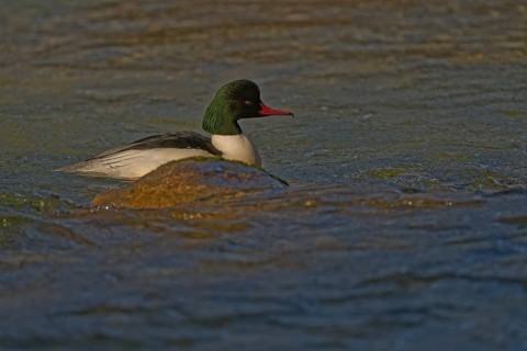 Goosander (Mergus merganser), male, swimming in the Kieferbach, Kiefersfelden, Upper Bavaria,