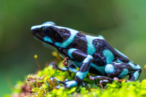 Golden tree climber (Dendrobates auratus), frogs (Rana), Alajuela, Costa Rica