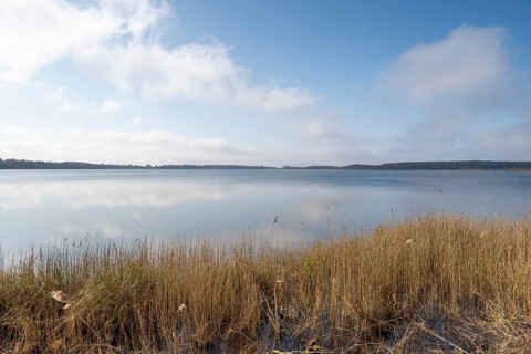 Reeds on the shore of Lake Rederangsee, Müritz National Park, Mecklenburg Lake District,
