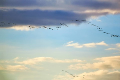 Cranes flying, grey crane (Grus grus), bird migration, evening sky, Rehdener Geestmoor, Diepholzer