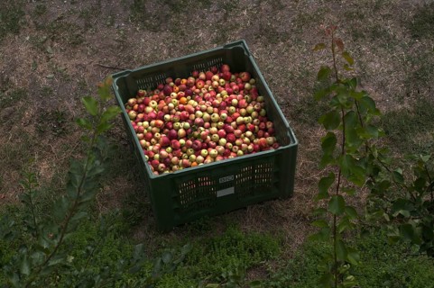Different apple varieties, Golden Delicious, harvested, in crate, apple harvest, apple orchard,
