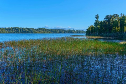 Reeds growing on the shore of a large lake, with a dense forest in the background, Lake Mahinapua,