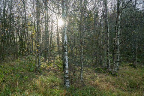 Bog birch forest, bog birch (Betula pubescens) backlit with sun star, Schwarzes Moor, near