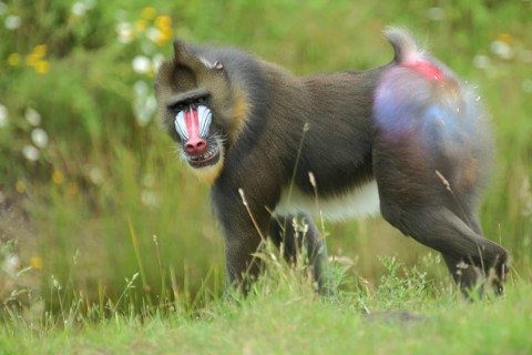 Mandrill (Mandrillus sphinx), male, guenon, guenon, Anthropoidae, catarrhines (Catarrhini)