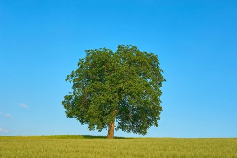 A single walnut tree (Juglans regia), standing in a cornfield, under a clear blue sky, summer,