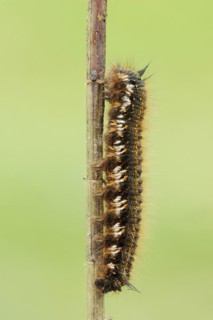 Drinker moth (Euthrix potatoria), caterpillar, North Rhine-Westphalia, Germany