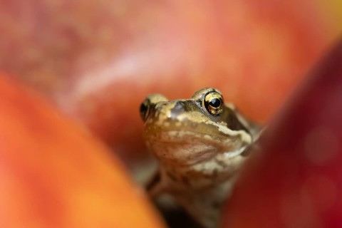 Common frog (Rana temporaria) adult amphibian climbing on a fallen apple fruit on a garden lawn in