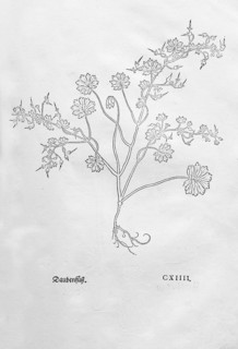 Round-leaved cranesbill (Geranium rotundifolium), woodcut by Leonhart Fuchs, from New Kreüterbuch,