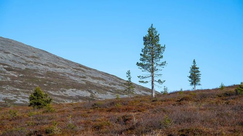 Autumn landscape, Pallas-Yllästunturi National Park, Lapland, Finland
