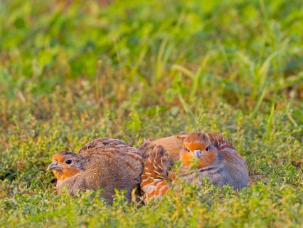 Gray partridges (Perdix perdix), taking a dust bath on a fallow land, Solms, Hesse, Germany