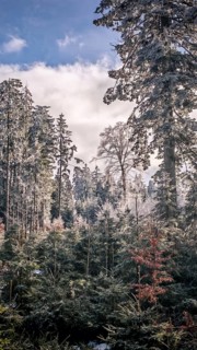 A wintry forest with frost-covered fir trees (abies) under a blue sky, winter hike on the