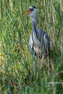 Grey Heron (Ardea cinerea) eating Common bleak (Alburnus alburnus), Mecklenburg-Western Pomerania,