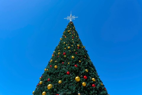 Christmas tree with golden and red baubles rising into the blue sky, Bethlehem, Tauranga, Bay of