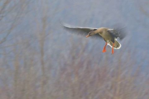 Taiga Bean Goose (Anser fabalis) flying, North Rhine-Westphalia, Germany