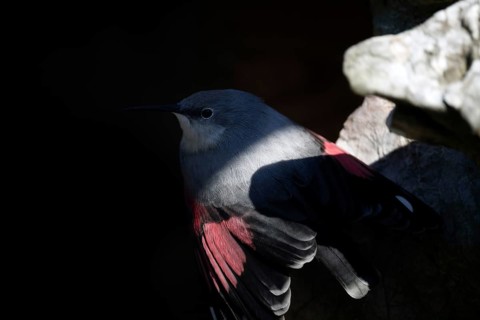 Wallcreeper (Tichodroma muraria), on a rock wall, captive, Alpenzoo Innsbruck, Tyrol, Austria