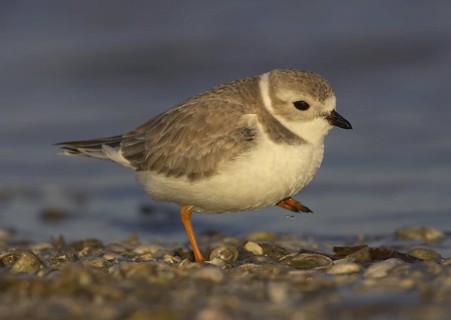 Piping Plover (Charadrius melodus), Florida, USA