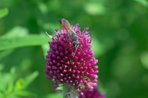 Round-headed leek (Allium sphaerocephalon) with grasshopper wasp (Sphex funerarius), Germany