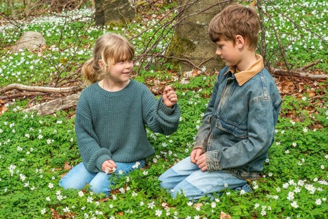Two blond children, 6 and 8 years old, pick wood anemones (Anemone nemorosa) in spring in Ystad