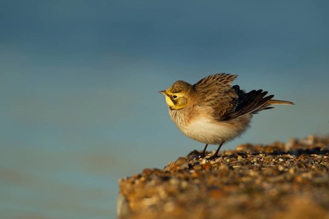Shorelark or Horned lark (Eremophila alpestris) adult bird on a beach, Suffolk, England United