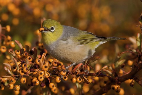 Silvereye (Zosterops lateralis), Australian Capital Territory, Australia