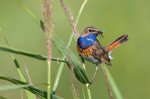 Bluethroat (Luscinia svecica cyanecula) male perched in reedbed with insect prey in beak,