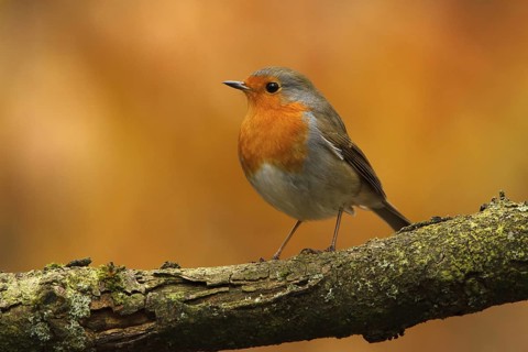 European Robin (Erithacus rubecula), Utrecht, Netherlands