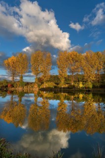 Autumnal poplars (Populus) reflected in a pond, Middle Franconia, Bavaria, Germany