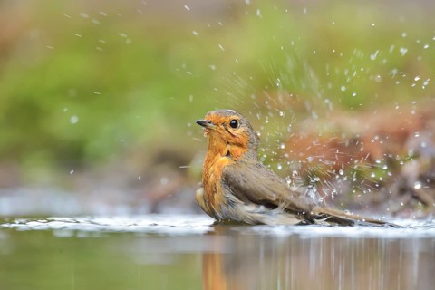 European Robin (Erithacus rubecula) bathing at a waterhole, North Rhine-Westphalia, Germany