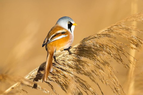 Bartmeise adult männl